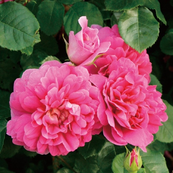 ドイリー1214❤️大輪薔薇とアネモネの華麗なドイリー✨特大62×39（45） ドイリー1214❤️大輪薔薇とアネモネの華麗なドイリー✨特大62×39（