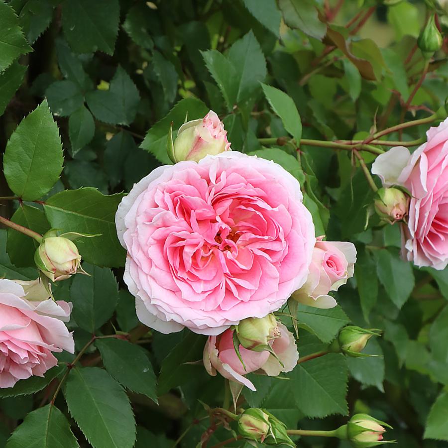 バラ苗 予約大苗 2026 アミ ロマンティカ Amie Romantica 国産ノイバラ