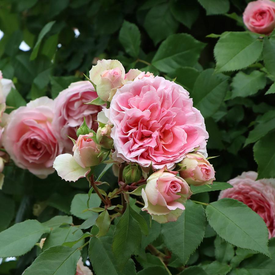 ドルフィンラムさま　２苗 バラ苗 予約大苗 2026 アミ ロマンティカ Amie Romantica 国産ノイバラ