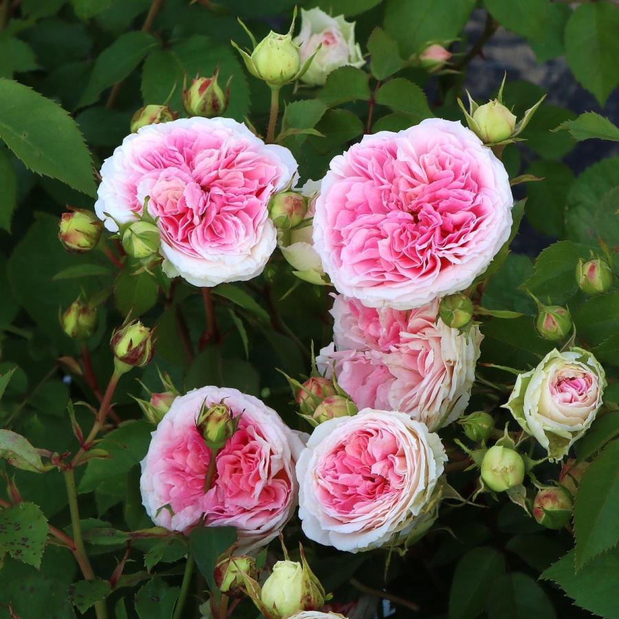 バラ苗 予約大苗 2026 アミ ロマンティカ Amie Romantica 国産ノイバラ