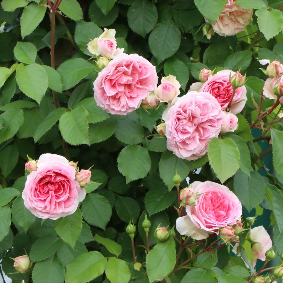 バラ苗 予約大苗 2026 アミ ロマンティカ Amie Romantica 国産ノイバラ