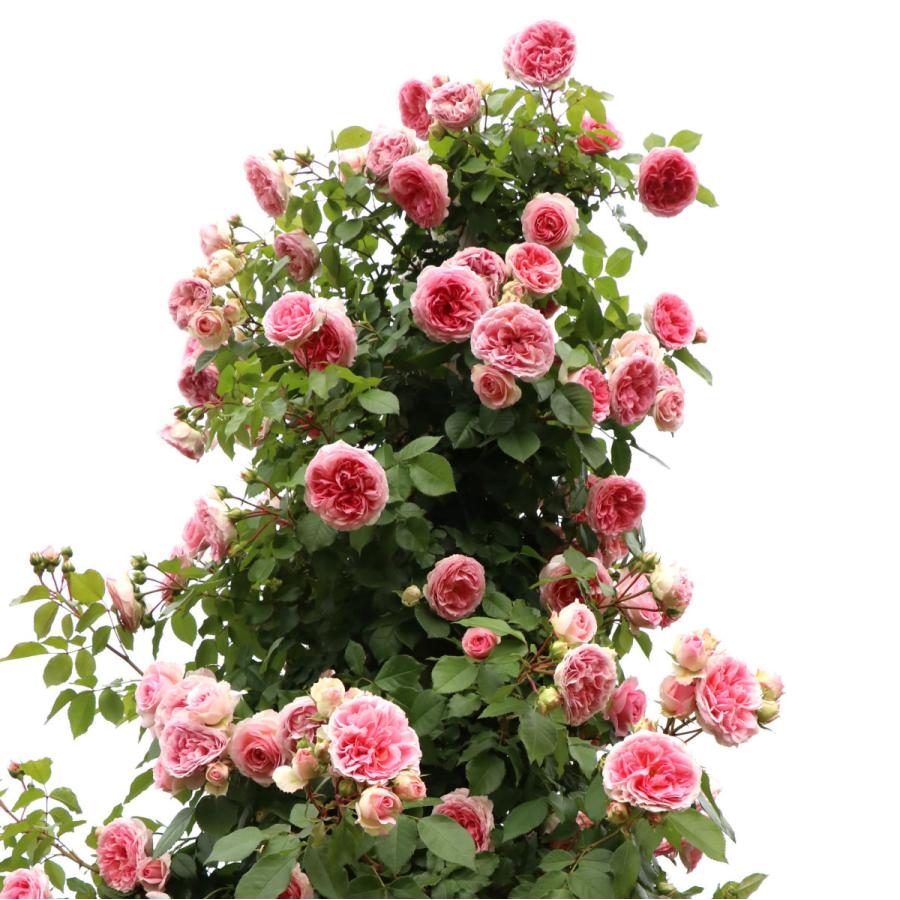 バラ苗 予約大苗 2026 アミ ロマンティカ Amie Romantica 国産ノイバラ