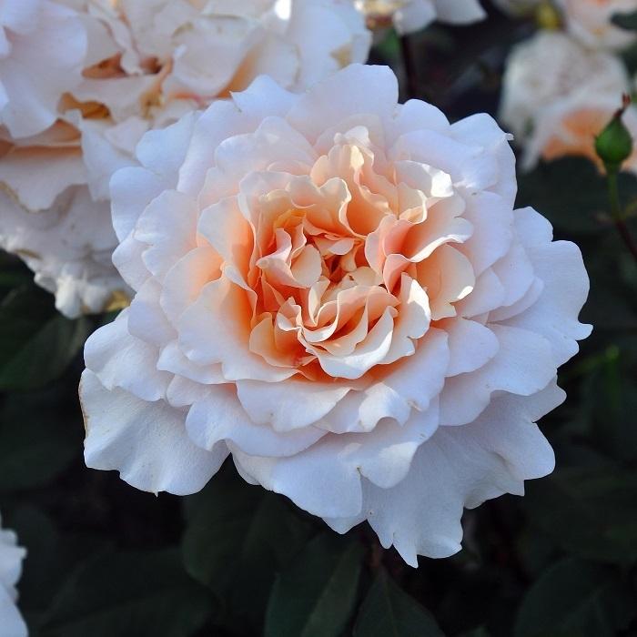 バラ苗 予約大苗 2026 ベン ウェザースタッフ Ben Weatherstaff 国産