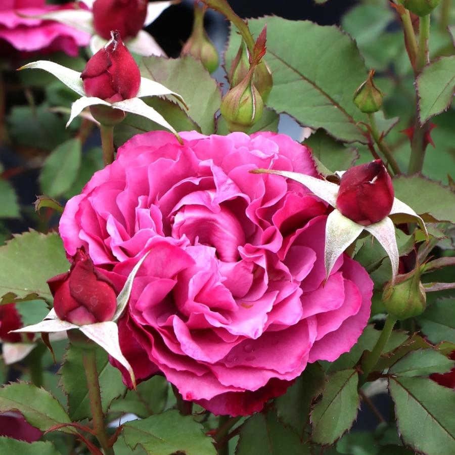 バラ苗 予約新苗 2026 クランベリー ソース Cranberry Sauce 国産