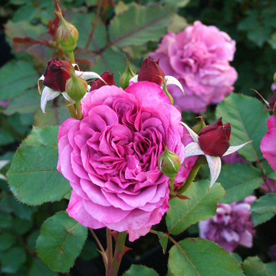 ★ペリロコ★ バラ(^^) バラ苗 予約新苗 2026 クランベリー ソース Cranberry Sauce 国産