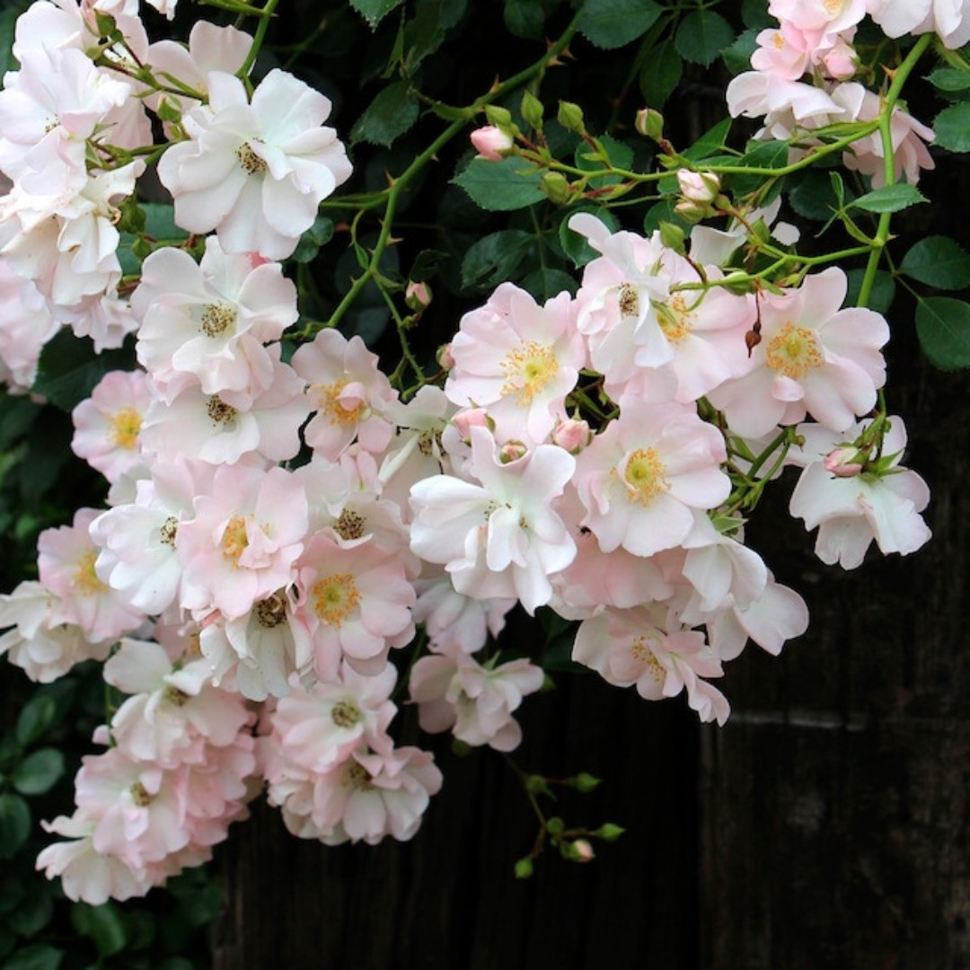 冥刻に舞う夜薔薇 4枚（ノーマル） バラ苗 予約大苗 2027 伽羅奢 がらしゃ Gracia 国産ノイバラ台木使用