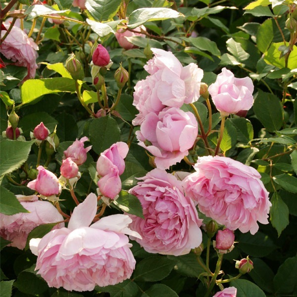 バラ苗 図鑑 シスター エリザベス Sister Elizabeth 国産ノイバラ台木