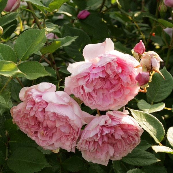 テラス用プラス花葉書80まい ベジテラスプランター ナチュラルウッド /A(ナチュラルウッド