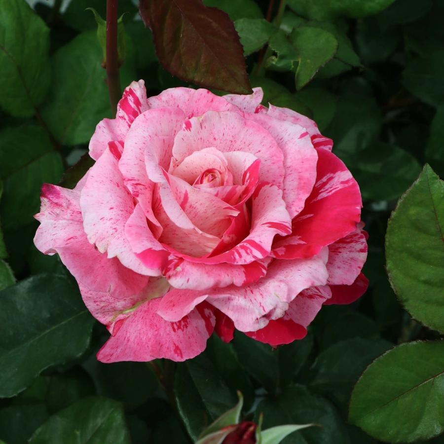 Beaniebaby様♡ご予約　バラ苗 バラ予約】 バラ大苗 ラピスラズリ 【申込期限：2月22日】 の