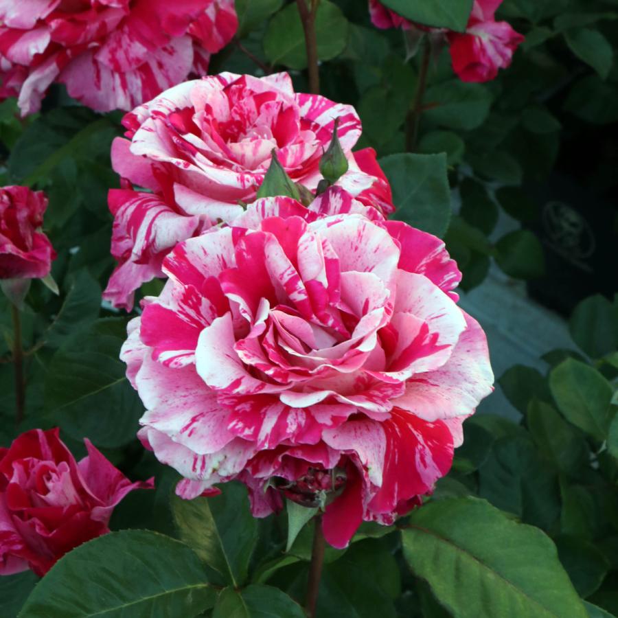 Beaniebaby様♡ご予約　バラ苗 バラ予約】 バラ大苗 爽 予約特典付き 【申込期限：2月22日