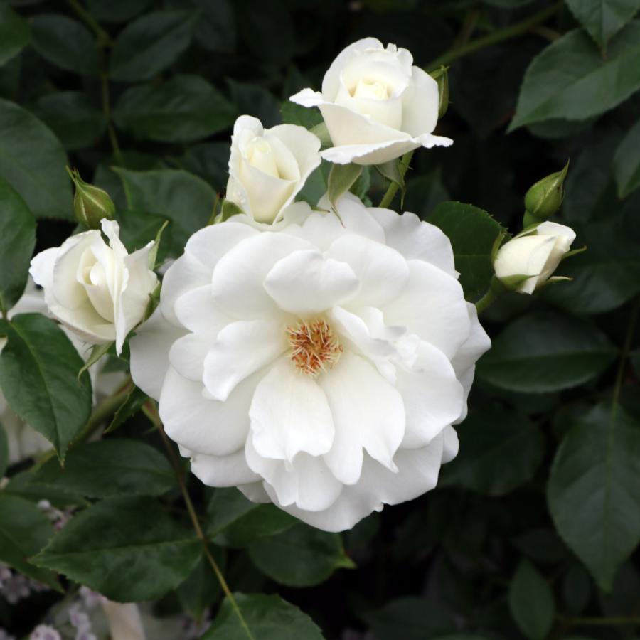 バラ苗 予約スタンダードローズ 2026 アイスバーグ STD 1.2m 国産