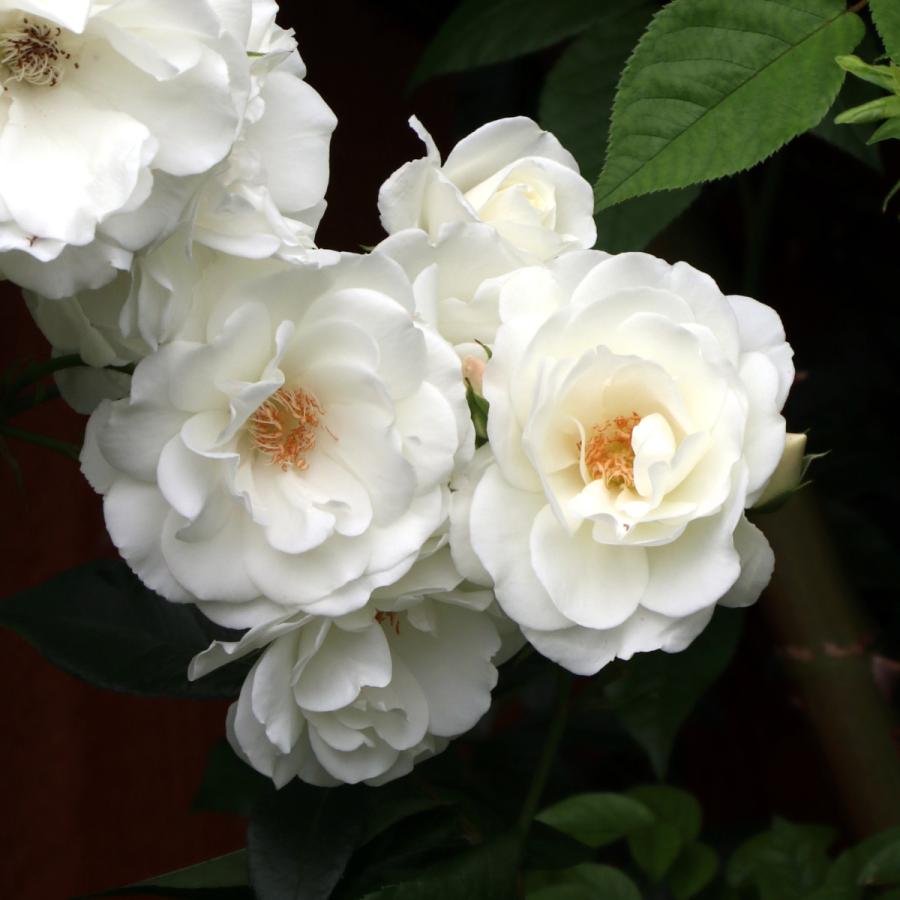 バラ苗 予約スタンダードローズ 2026 アイスバーグ STD 1.2m 国産