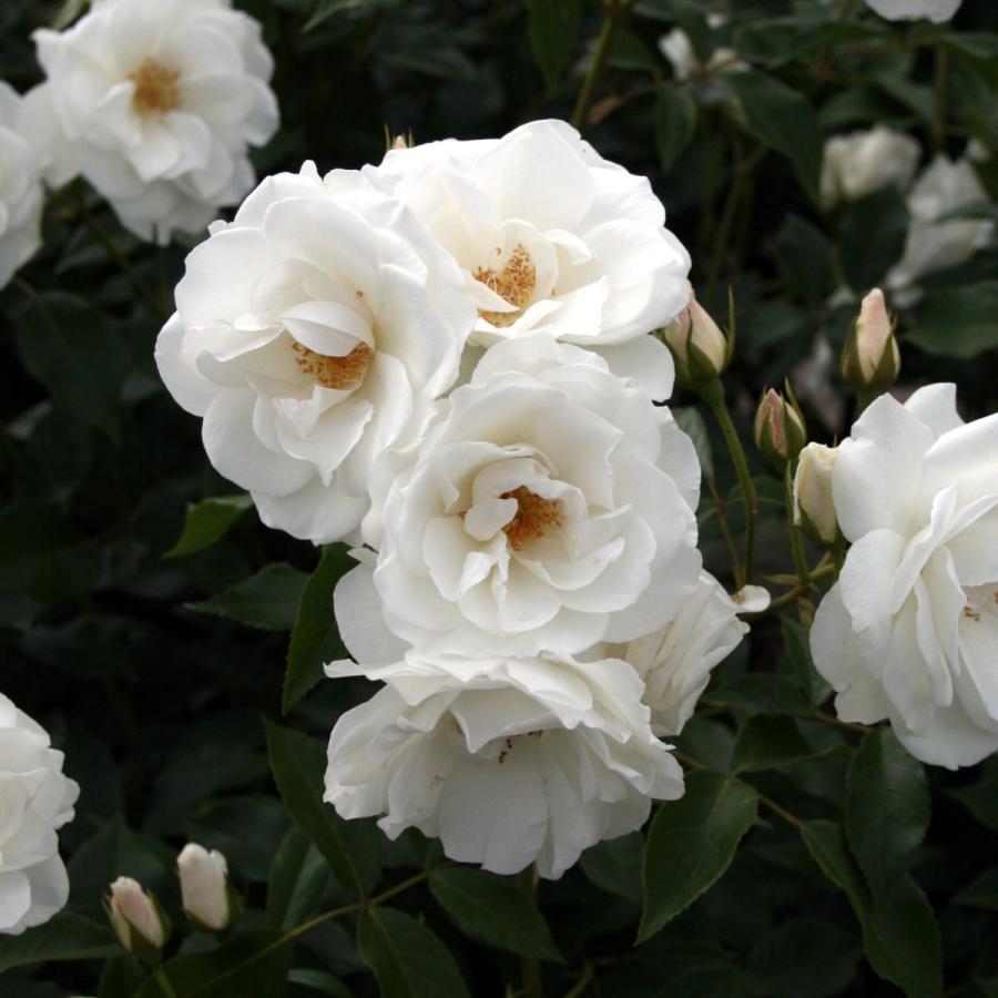 バラ苗 予約スタンダードローズ 2026 アイスバーグ STD 1.2m 国産