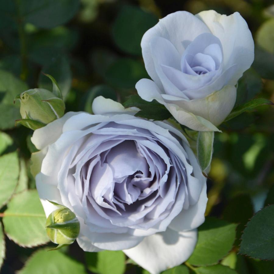 バラ苗 大苗 2026 ポルト ブルー Porte Bleue 国産ノイバラ台木使用