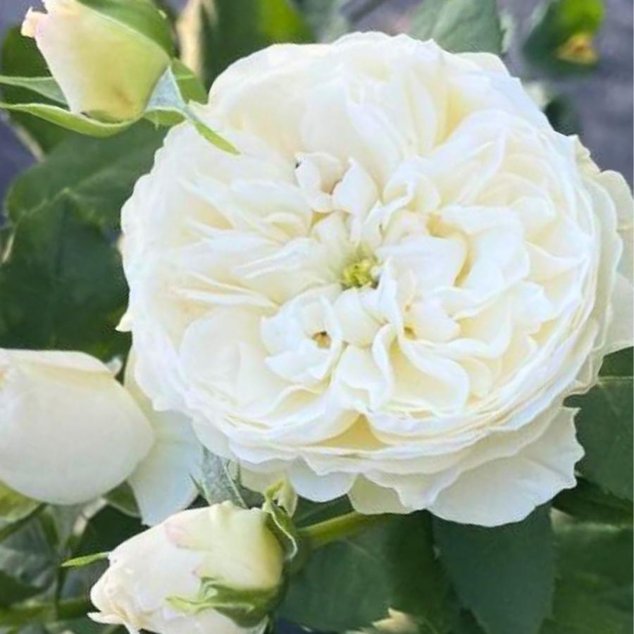 バラ苗 予約新苗 2026 シーシェルアイズ Sea shell eyes 国産ノイバラ