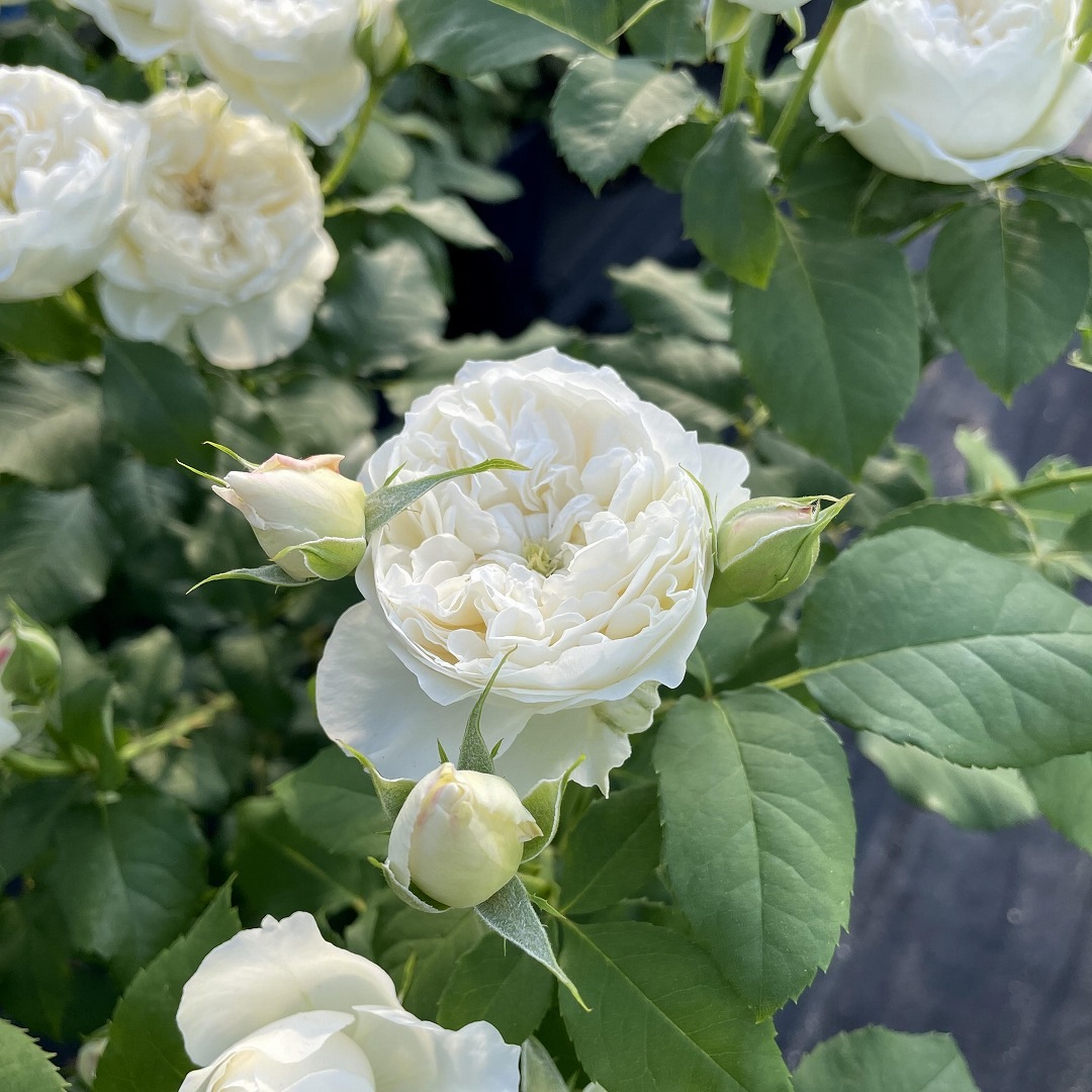 バラ苗 予約新苗 2026 シーシェルアイズ Sea shell eyes 国産ノイバラ