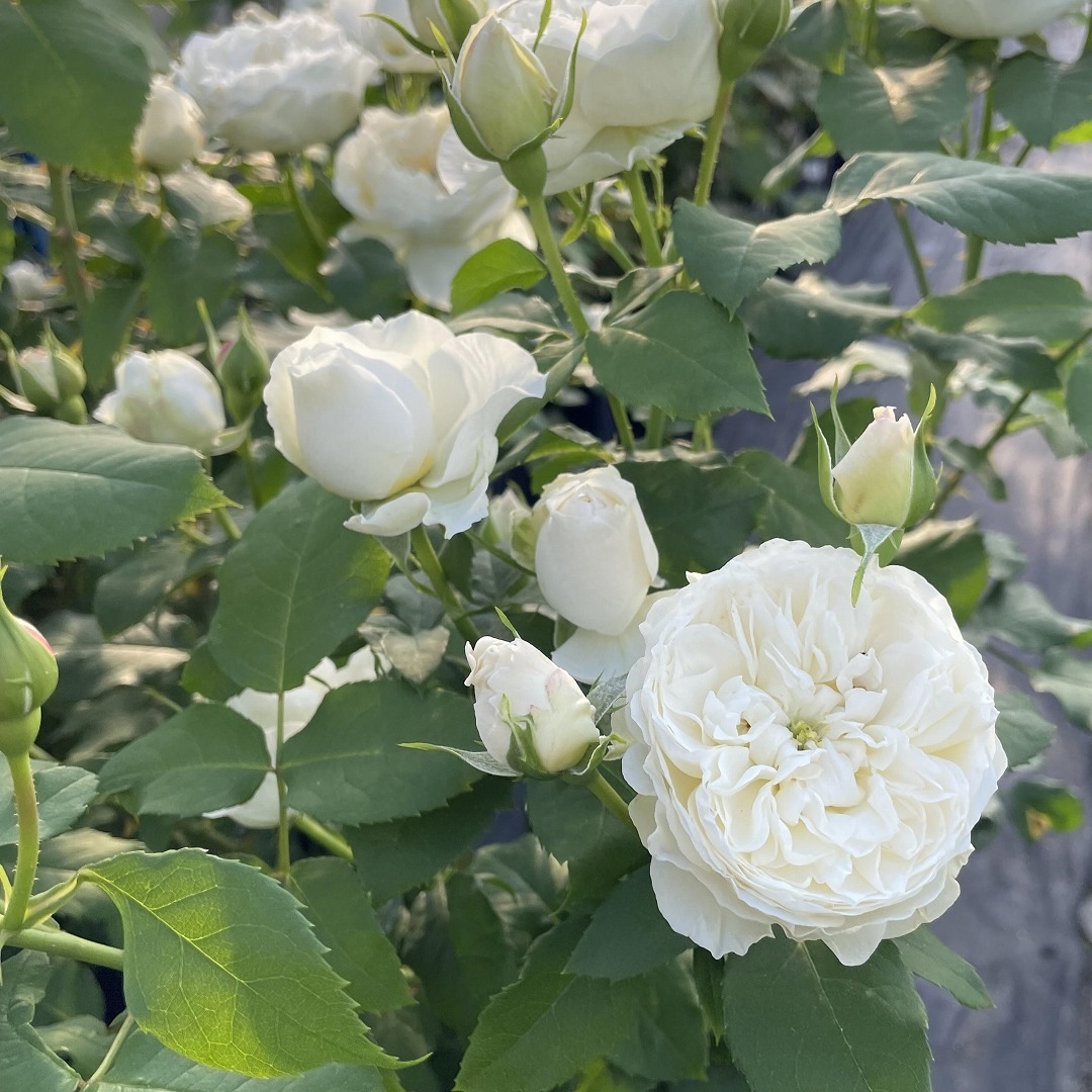 バラ苗 予約新苗 2026 シーシェルアイズ Sea shell eyes 国産ノイバラ