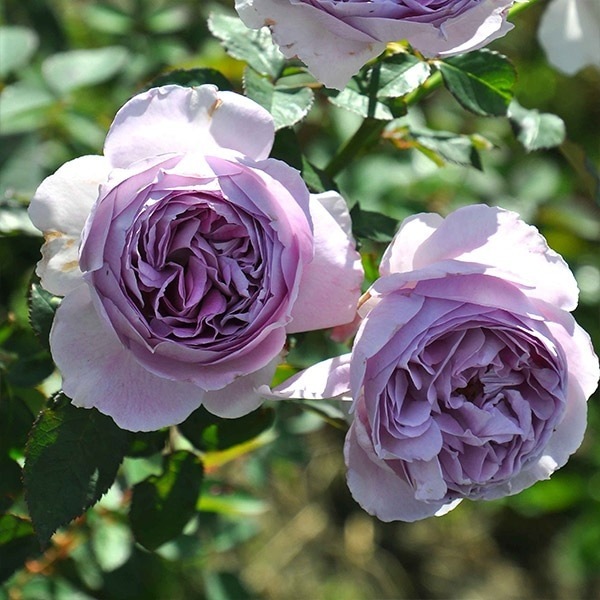 バラ苗 予約新苗 2026 リラ Lilas 国産ノイバラ台木使用 | 予約新苗