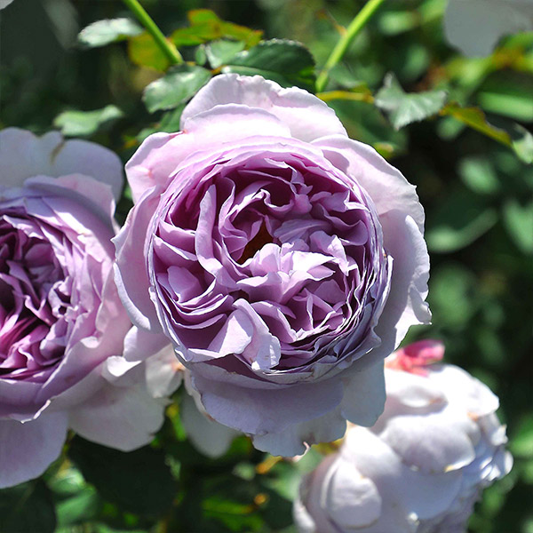 バラ苗 予約新苗 2026 リラ Lilas 国産ノイバラ台木使用 | 予約新苗