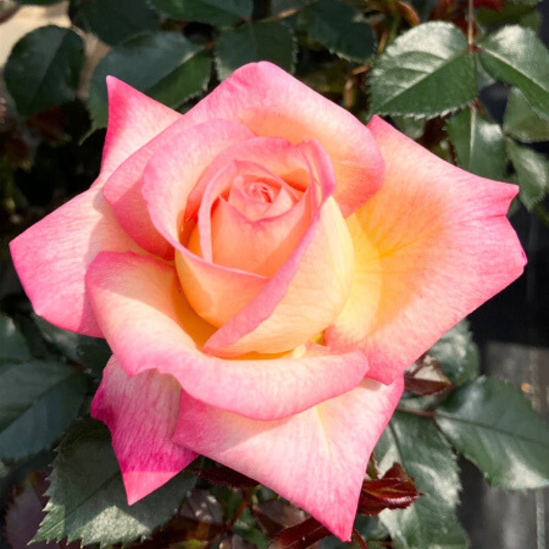 バラ苗 予約大苗 2026 エンチャンテッドピース Enchanted PEACE 国産