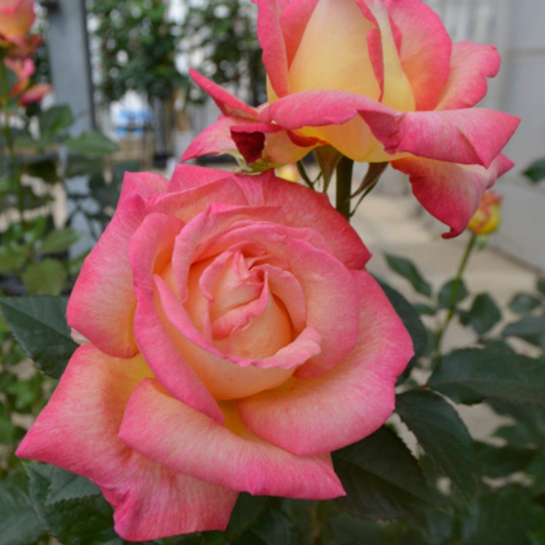 バラ苗 大苗 2026 エンチャンテッドピース Enchanted PEACE 国産