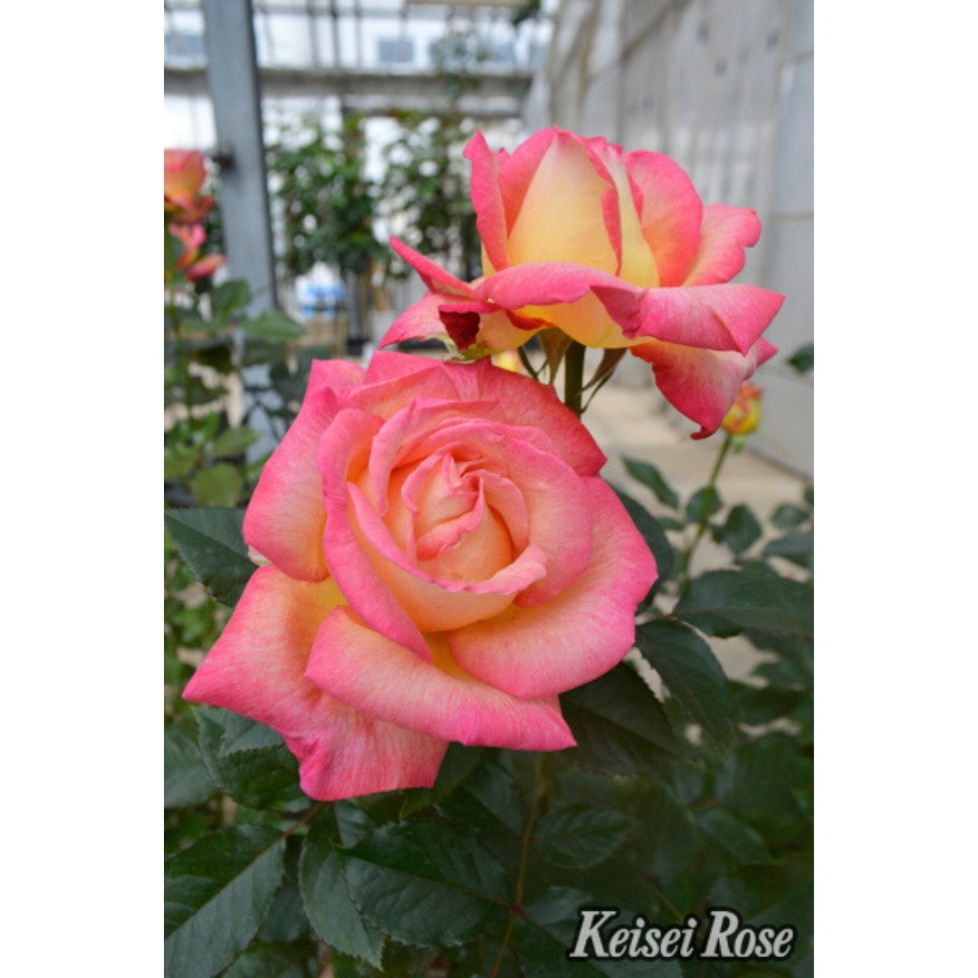 バラ苗 予約大苗 2026 エンチャンテッドピース Enchanted PEACE 国産