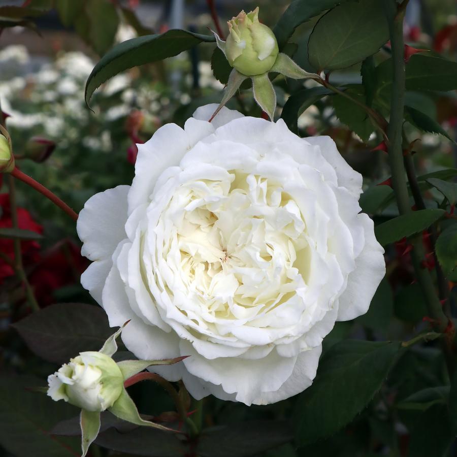 バラ苗 予約新苗 2026 セレニティ (旧名ドレッシー） Serenity 国産