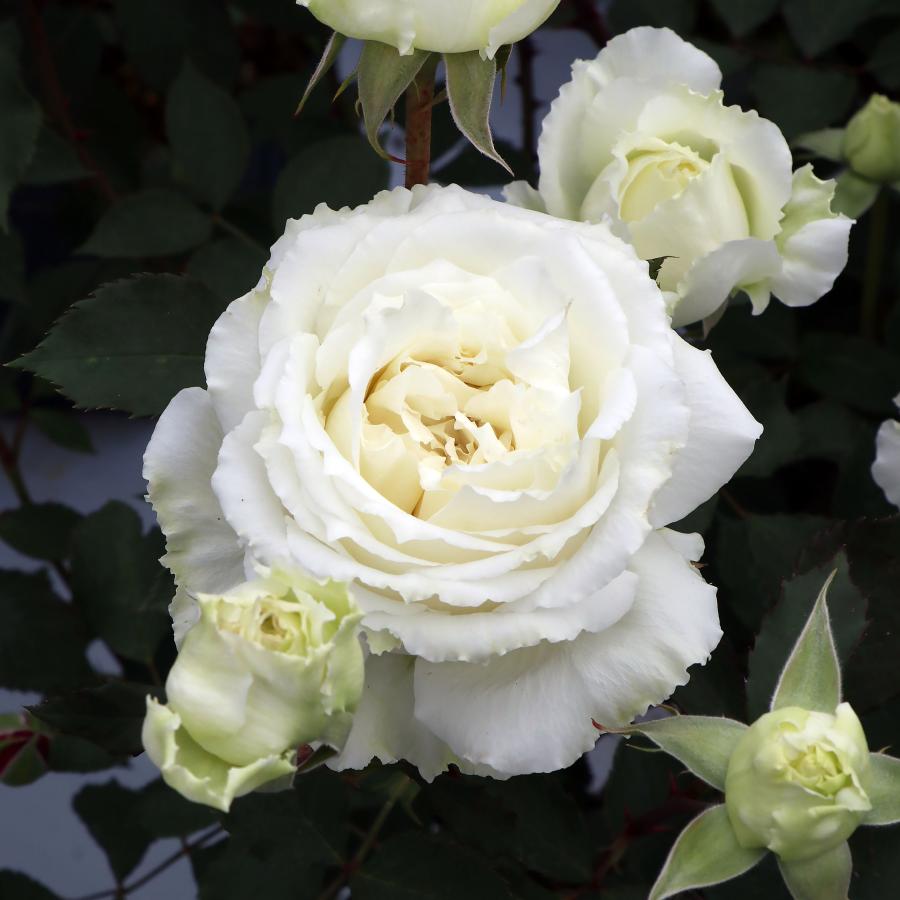 在庫写真 バラ売り可 オシャレなハワイ土産ならここ！カハラモールの歩き方 2023年版