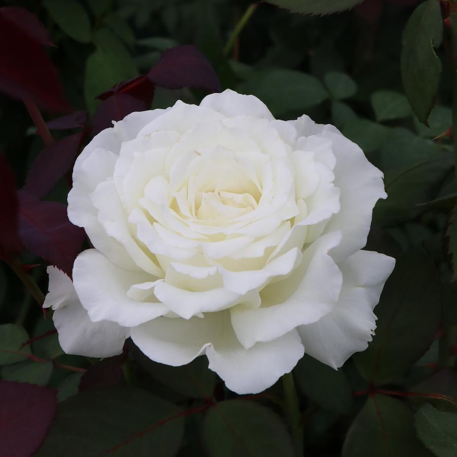 バラ苗 予約新苗 2026 セレニティ (旧名ドレッシー） Serenity 国産