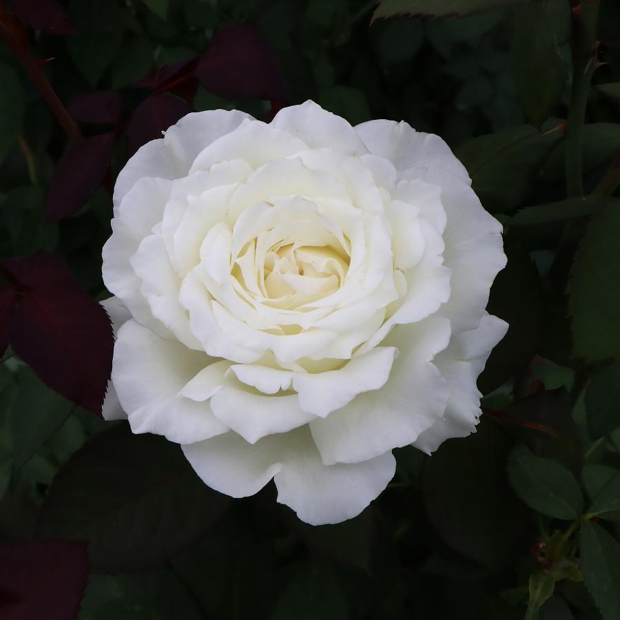 バラ苗問い合わせページ 8_000000004684.jpg?1755138676