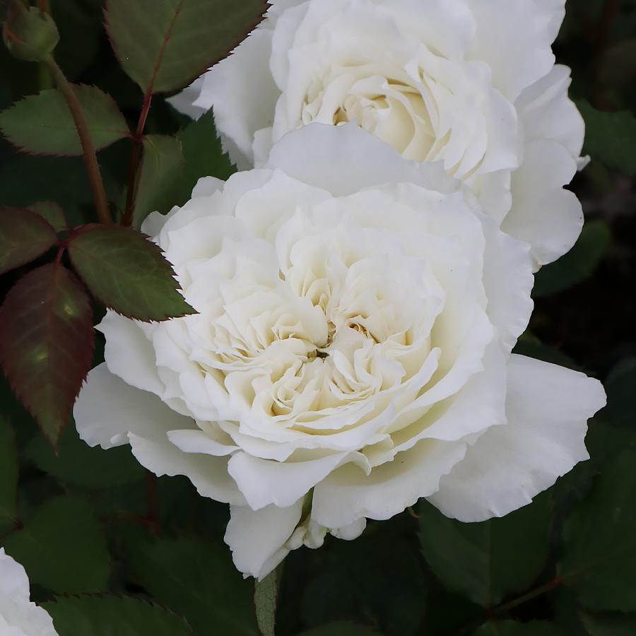 バラ苗 予約新苗 2026 セレニティ (旧名ドレッシー） Serenity 国産