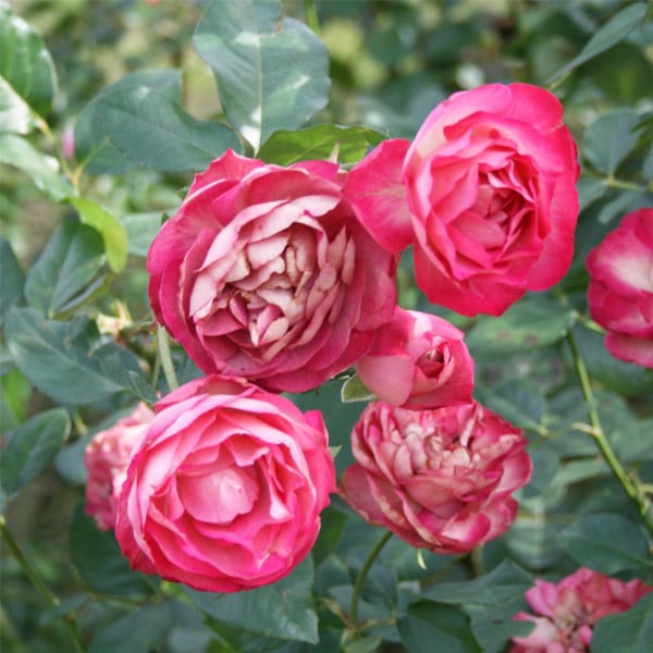 バラ苗 図鑑 アクロポリス ロマンティカ 国産ノイバラ台木使用