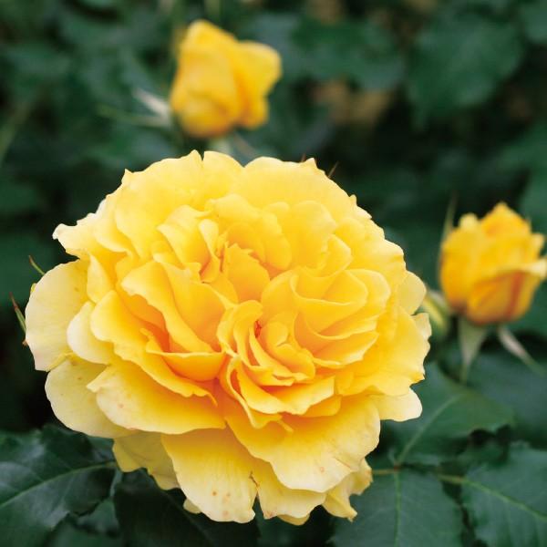 ドイリー1204❤️薔薇達の優雅な大判ドイリー✨53×53㎝ Innocent World Online Shop