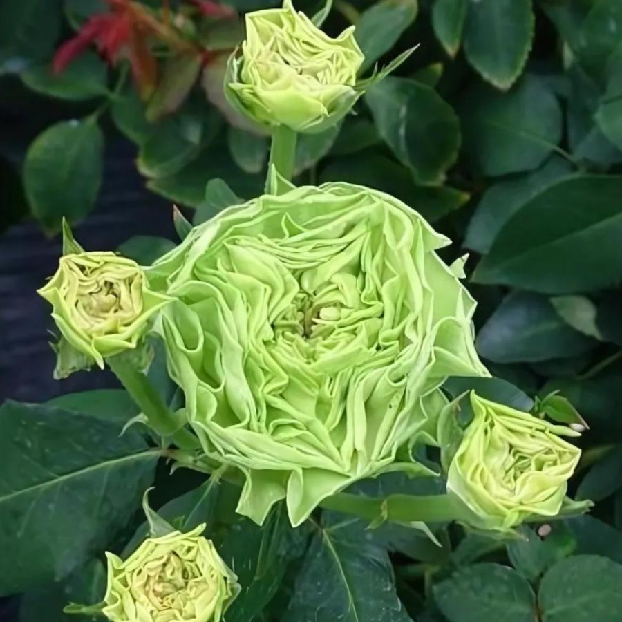 バラ苗 予約大苗 2026 ラ テール ヴェール La Terre Verte 国産