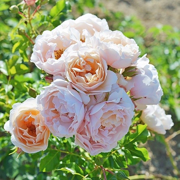 バラ苗 図鑑 ケルビーノ Cherubino 国産ノイバラ台木使用 | ブランド