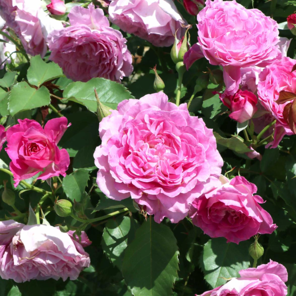 バラ苗 予約新苗 2026 ピンクレモネード 国産ノイバラ台木使用 | 予約