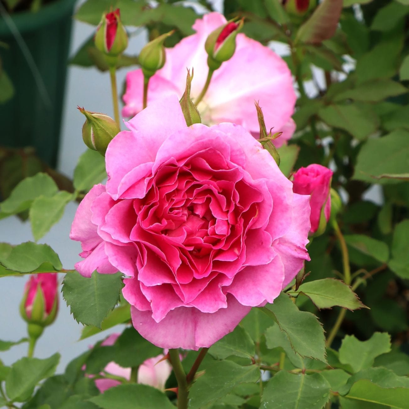 バラ苗 予約新苗 2026 ピンクレモネード 国産ノイバラ台木使用 | 予約