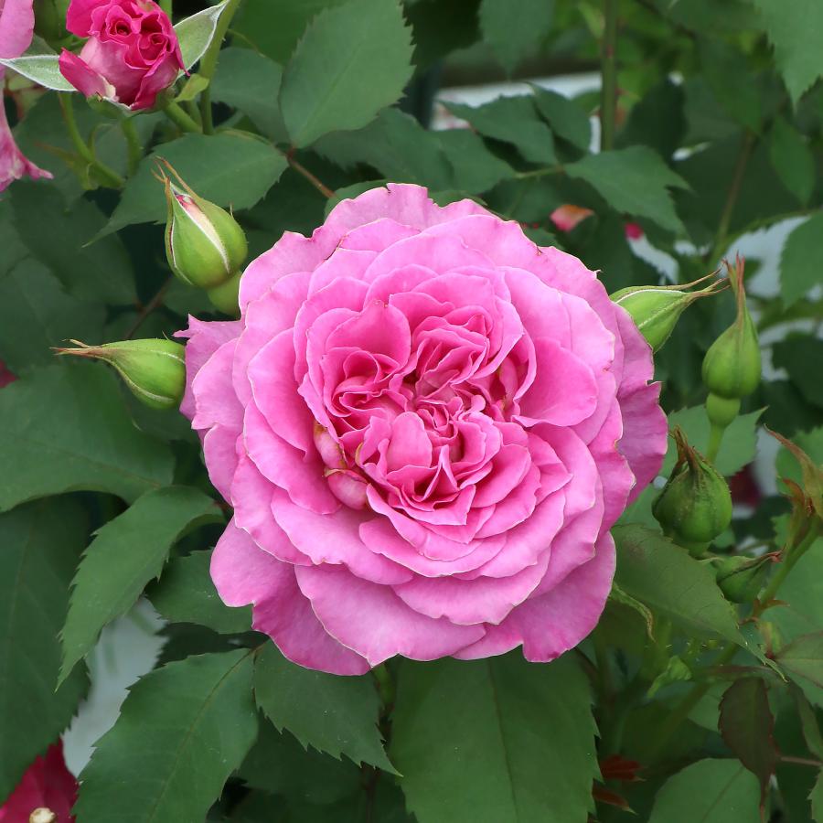 バラ苗 予約新苗 2026 ピンクレモネード 国産ノイバラ台木使用 | 予約