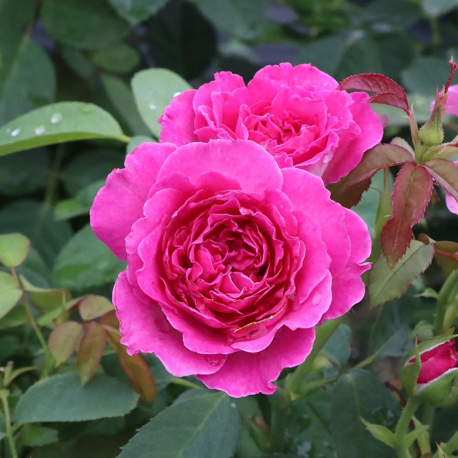 バラ苗 予約新苗 2026 ピンクレモネード 国産ノイバラ台木使用 | 予約