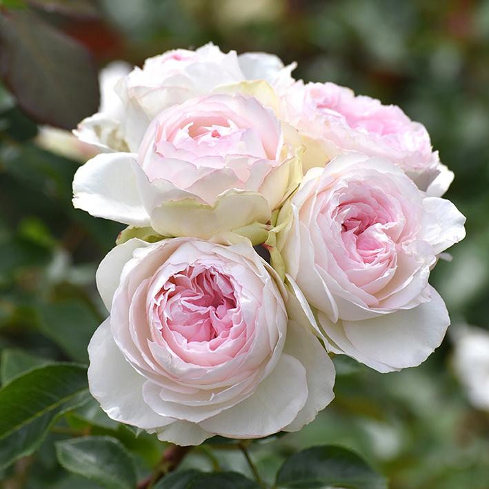 バラ苗 予約新苗 2026 ロクサーヌ Roxanne 国産ノイバラ台木使用