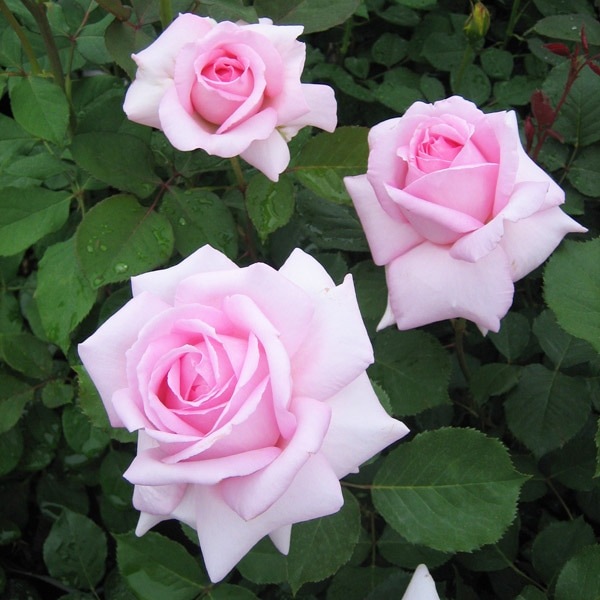 バラ苗 図鑑 フレグラント ヒル Fragrant Hill 国産ノイバラ台木使用