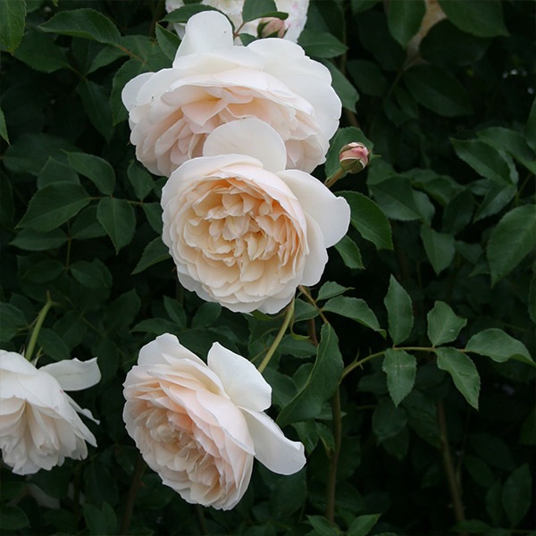 ドイリー1180❤️フラワーモチーフつる薔薇とパンジーのドイリー ✨大判53cm ○l-4/薔薇のモチーフ編みのクロシェレースのドイリー | PISKEY