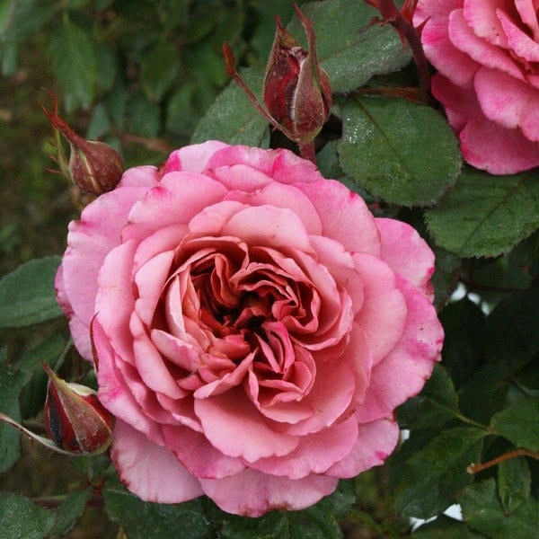 バラ売りします Paradox Live 6th Anniversary ビッグジオラマアクリル Ver.1