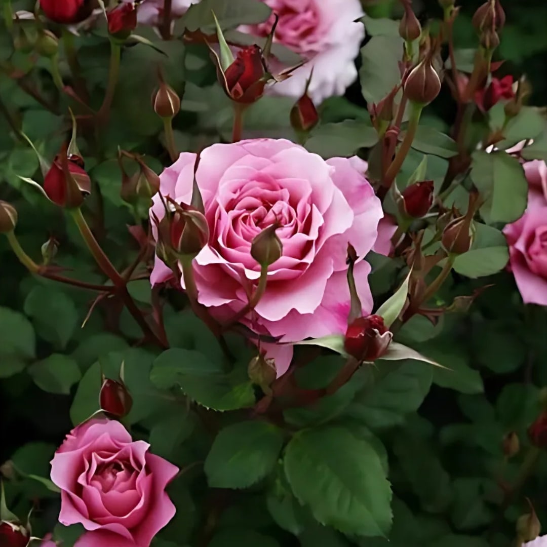 バラ苗 予約新苗 2026 プラム グレイ Plum Gray 国産ノイバラ台木使用