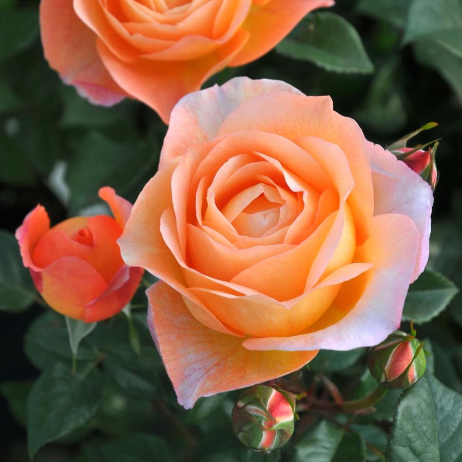 バラ苗 予約新苗 2026 ロビン Robin 国産ノイバラ台木使用 | 予約新苗