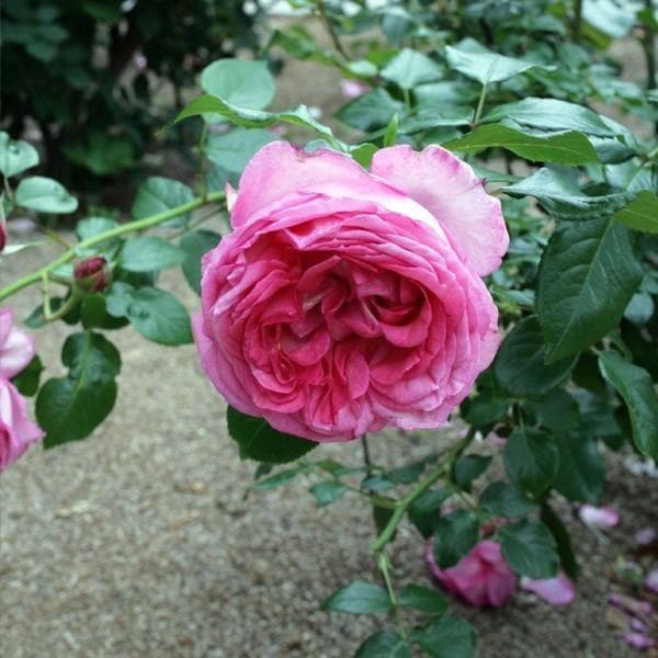 バラ苗 予約大苗 2027 ラ ローズ ドゥ モリナール La Rose de Molinard