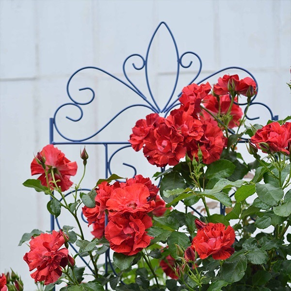 バラ苗 図鑑 ラ レーヌ ドゥ ラ ニュイ La Reine de la Nuit 国産