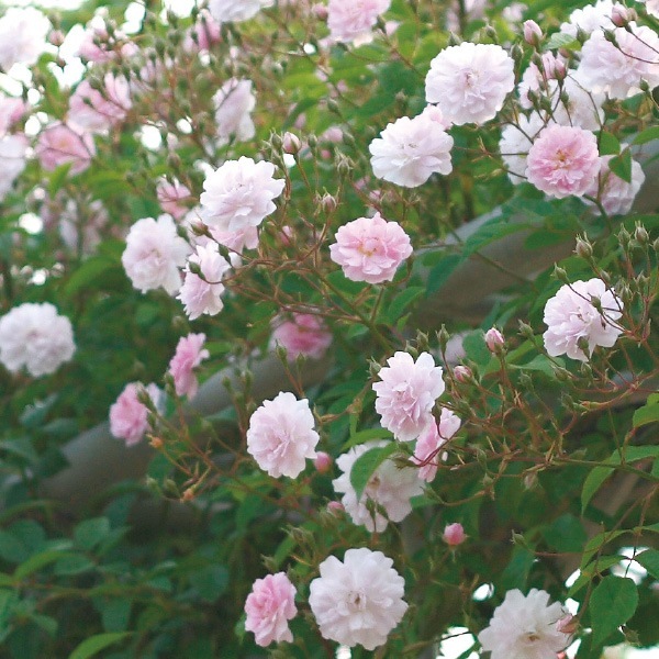 烏山バラ バラ苗 大苗 2026 ポールズ ヒマラヤン ムスク Paul's Himalayan Musk