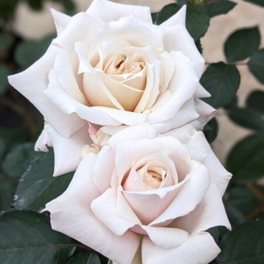 バラ苗 予約大苗 2026 希成 きなり Kinari 国産ノイバラ台木使用