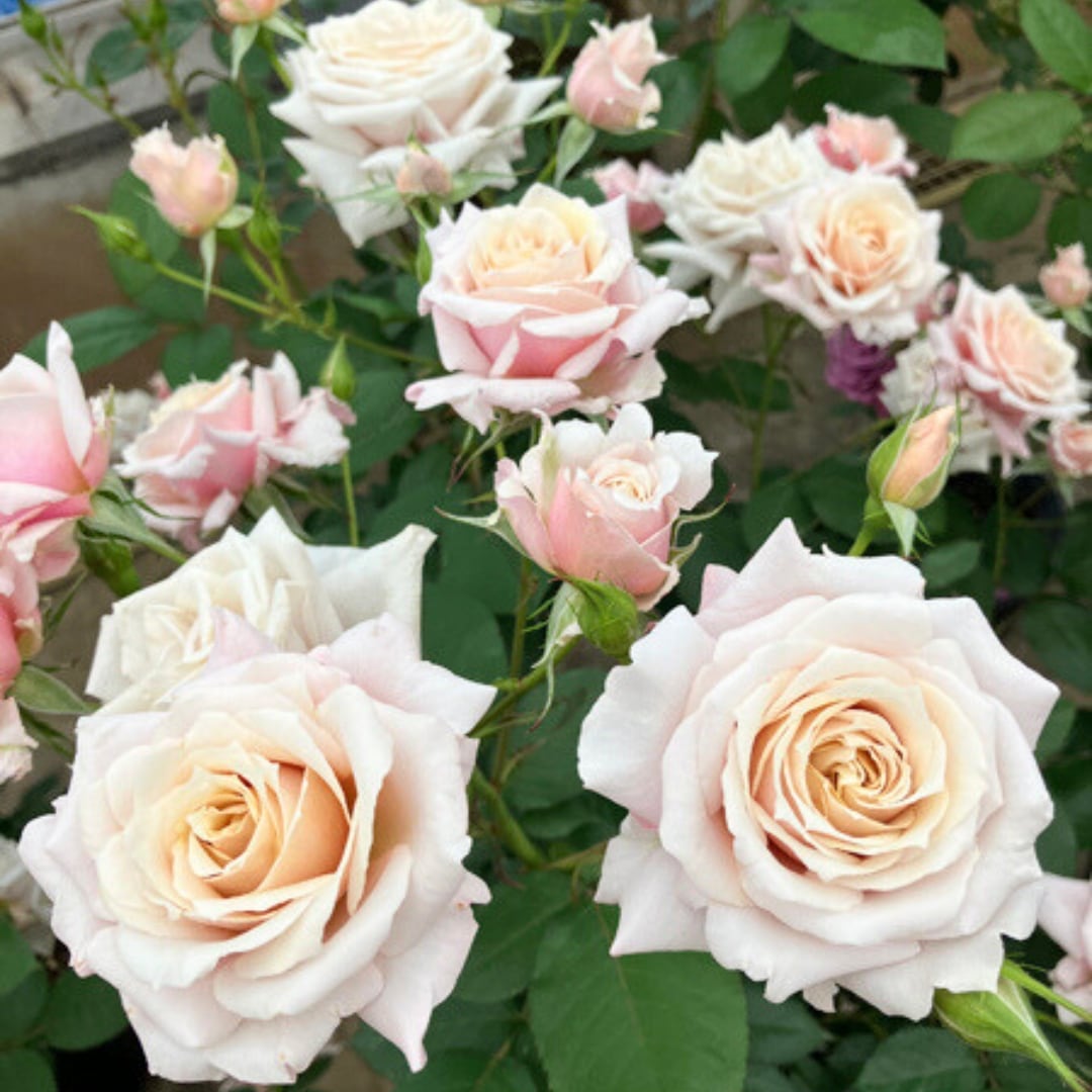 バラ苗 予約大苗 2026 希成 きなり Kinari 国産ノイバラ台木使用